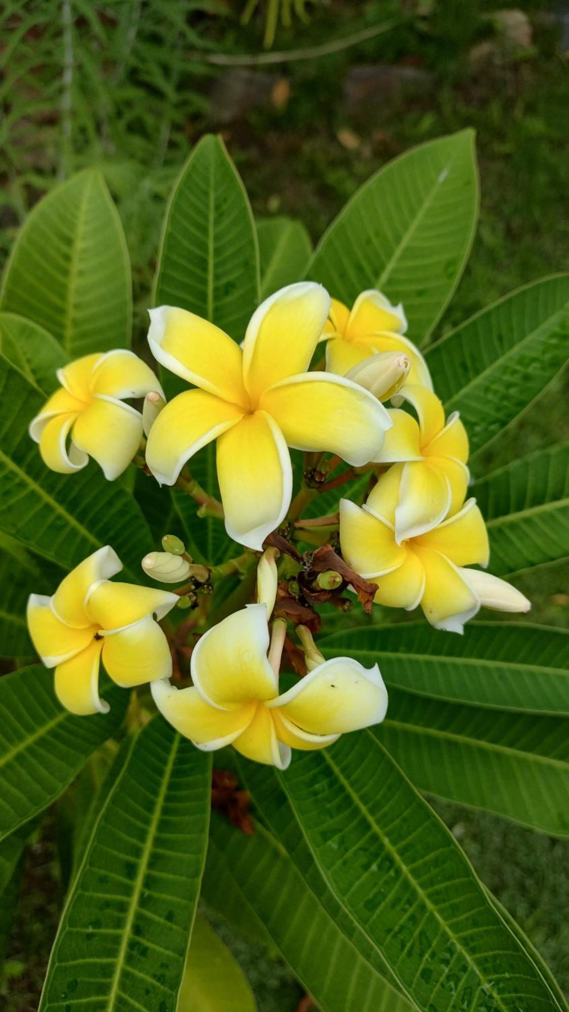 Finca Hostal Bolivar - Casa Quinta มินกา ภายนอก รูปภาพ